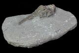 Bargain, Macrocrinus Crinoid Fossil - Crawfordsville, Indiana #68500-3